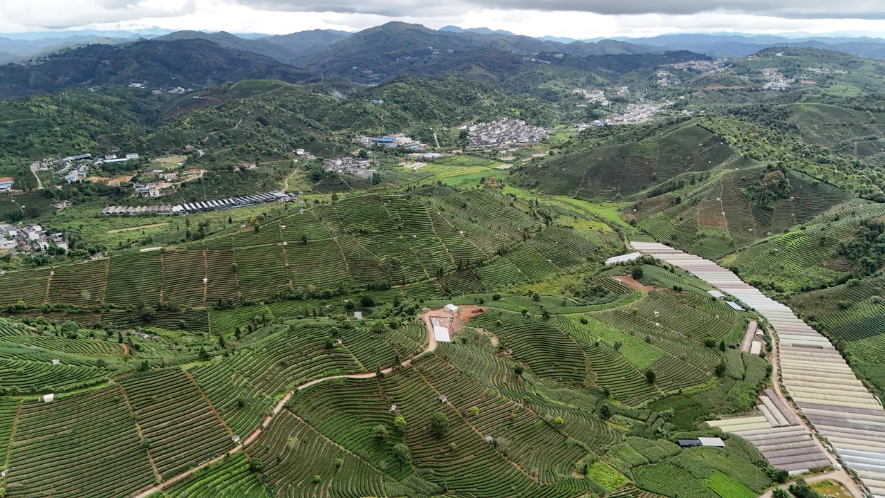 Aerial view of green tea fields and wooded hills around Yixiang near the China Puer Tea Expo Garden in Simao.