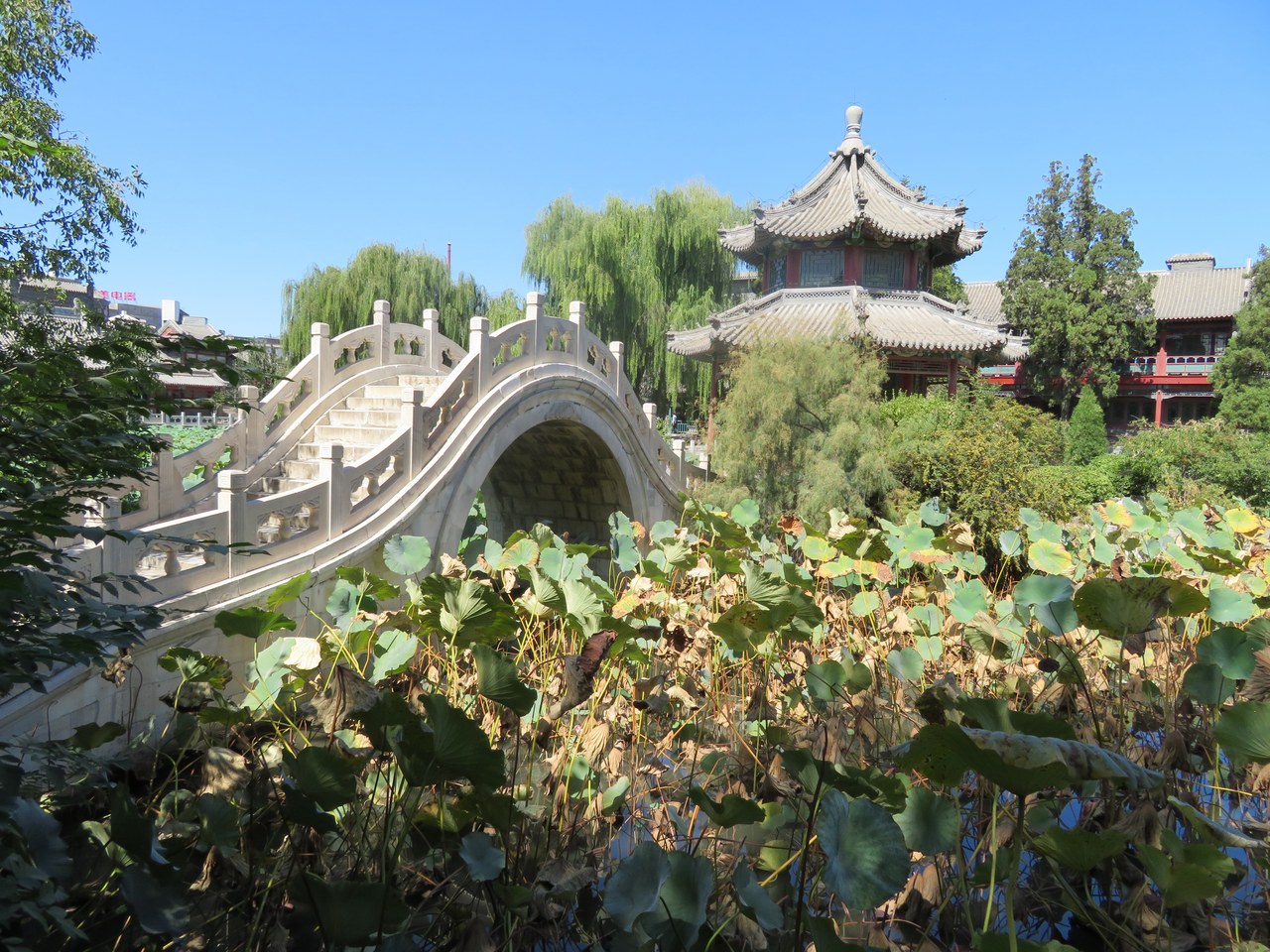 An arched stone bridge, pavilion and lotus leaves at Baoding’s Ancient Lotus Pond