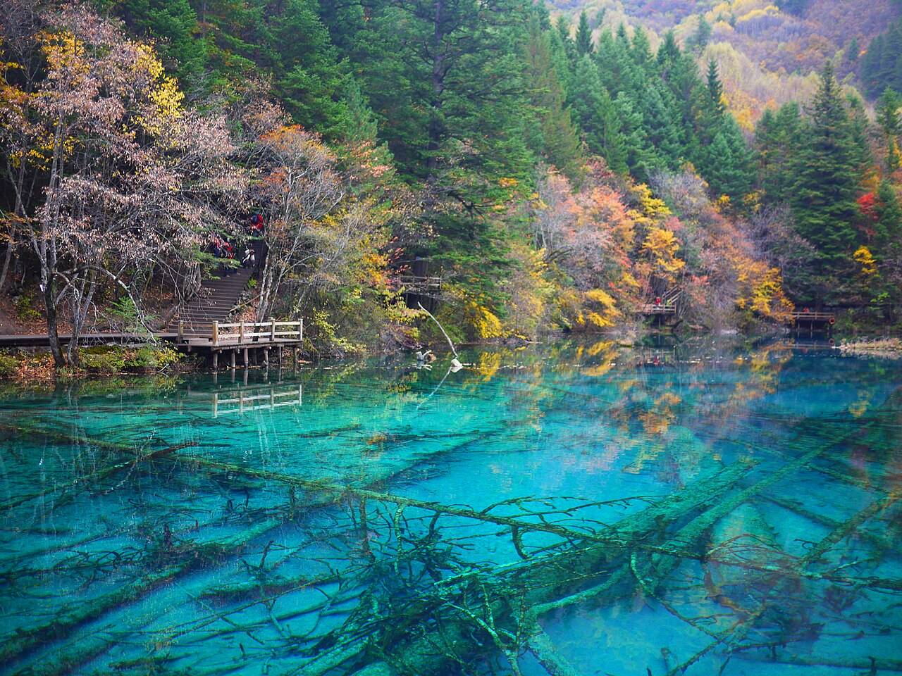 Submerged branches show through turquoise Five Flower Lake below a wooded bank in autumn.