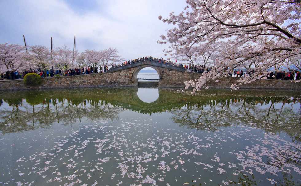 Changchun Bridge reflected in water, framed by pale cherry blossom at Yuantouzhu in Wuxi.