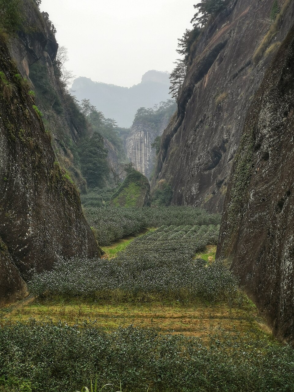 Rows of tea bushes in a narrow green valley between the tall rock walls at Dahongpao.